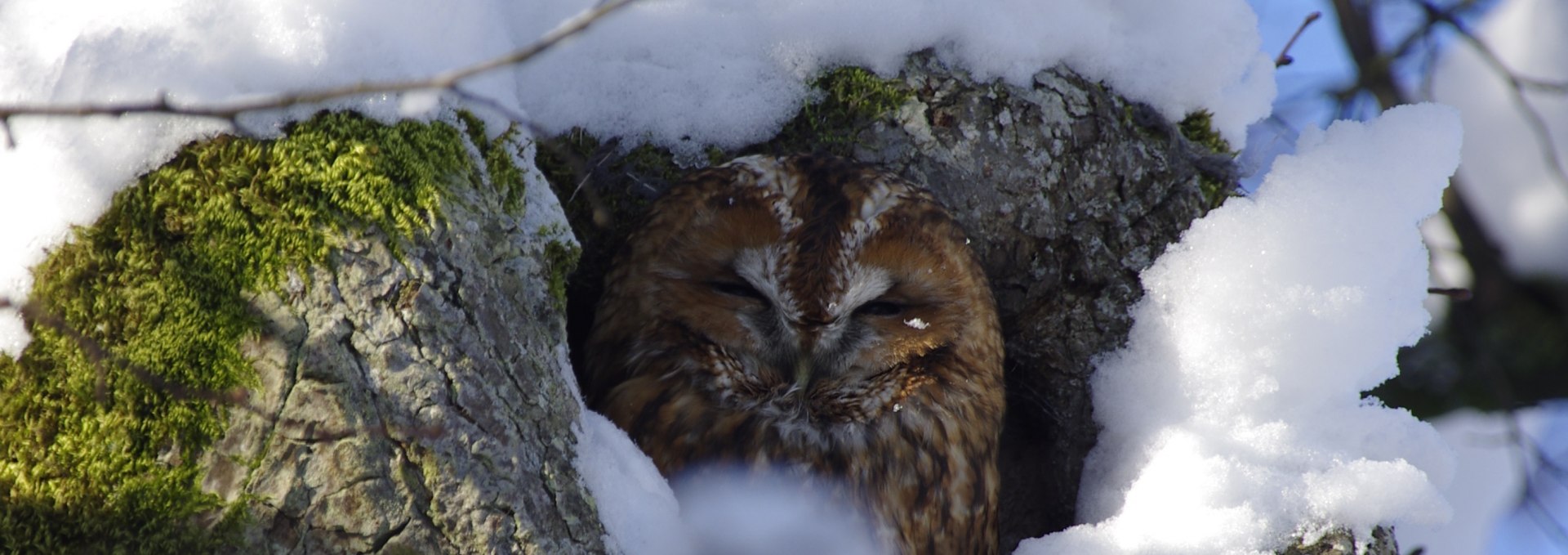 Tawny owl in winter2_Werner Borok, © Werner Borok