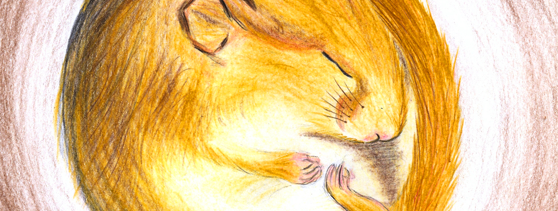 drawn sleeping dormouse in cave, © Mareike Wauer/Müritzeum