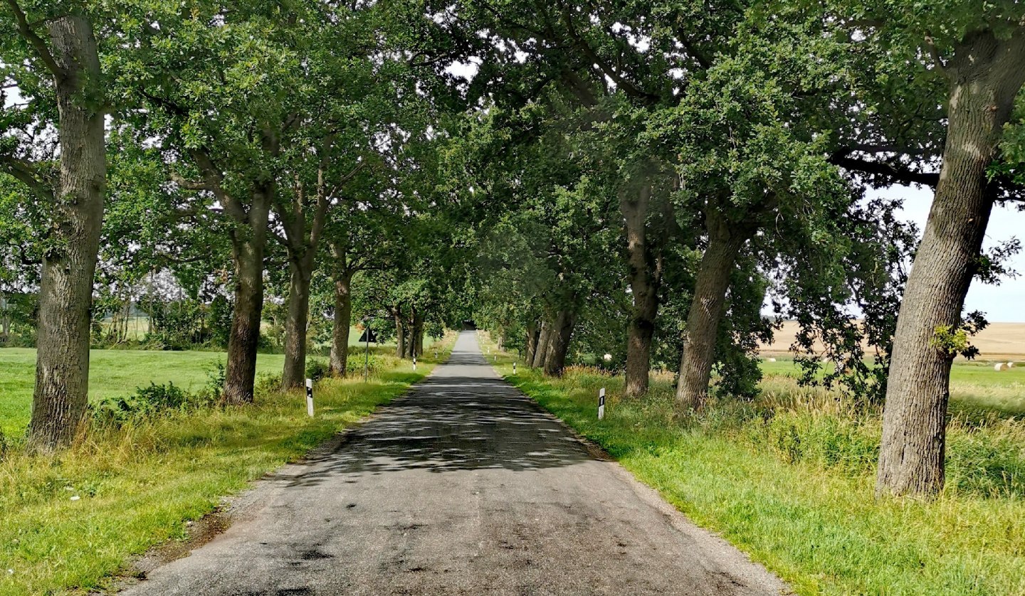 Avenue near Bristow, © E-Bike MV