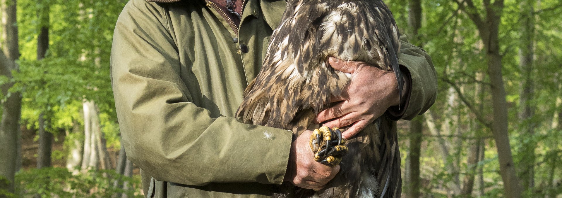 White-tailed eagle, © Mario Müller