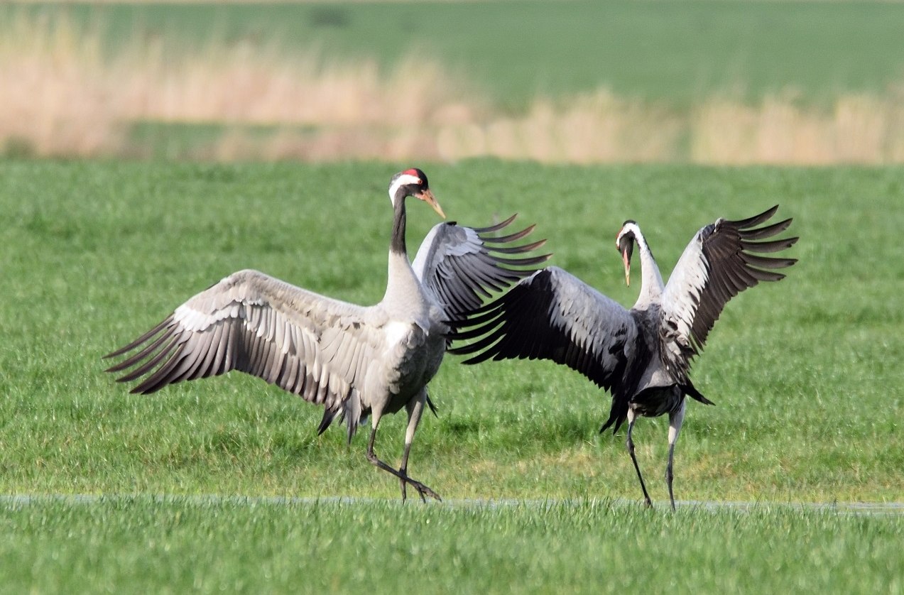 Mating cranes in spring, © Karsten Peter