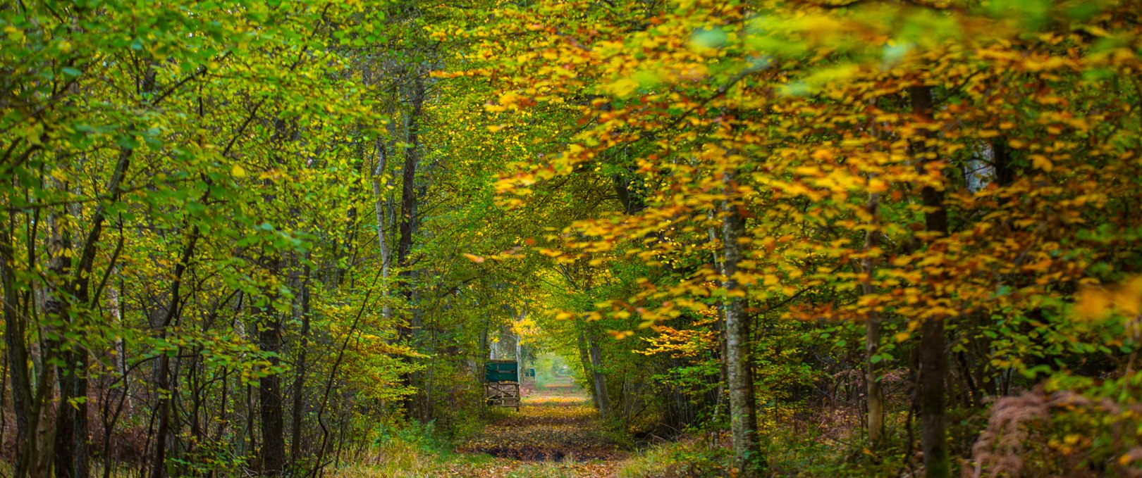 Barth city forest, © Arndt Gläser