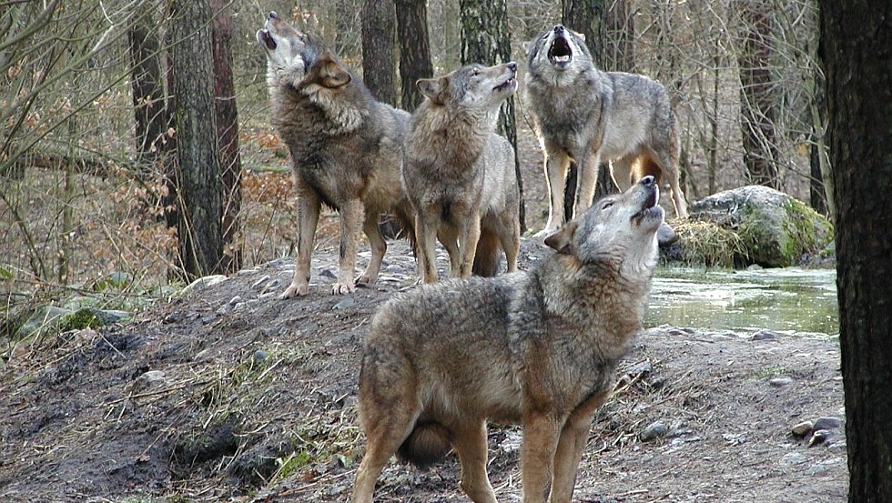 The wolf pack roams through the undergrowth and tunes to the great howling concert, © Wildpark-MV