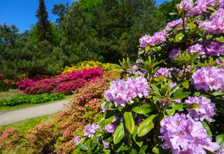 Colorful rhododendrons in the Baltic health spa Graal-Müritz - a paradise for nature lovers and walkers., © TMV/Gohlke