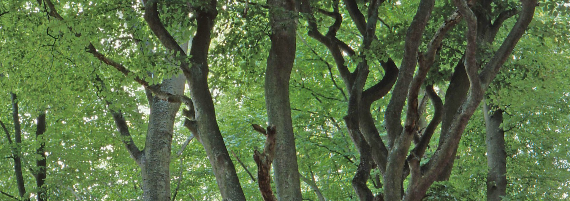 photo_tree_crowns, © Biosphärenreservatsamt Südost-Rügen