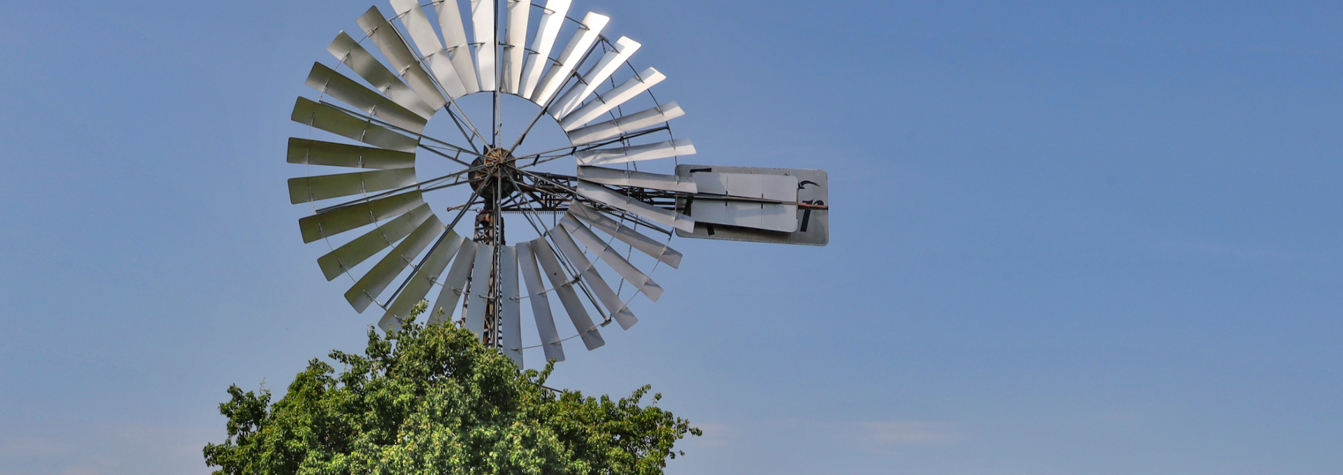 windshoe plant-lobbe_1, © TMV/Gohlke