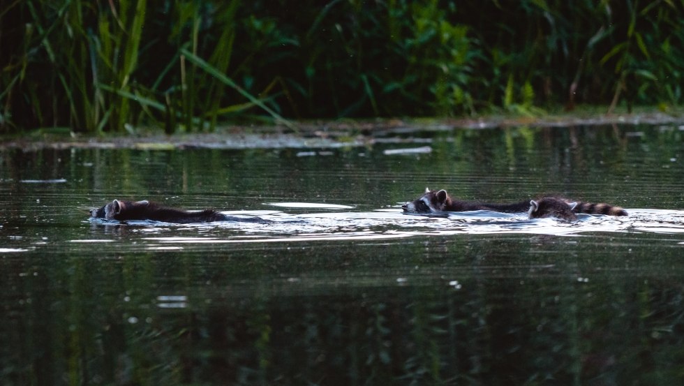 Beaver, otter, roe deer and red deer are at home at the Recknitz, sometimes a family of raccoons appears, © Erik Groß
