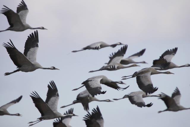 Crane migration