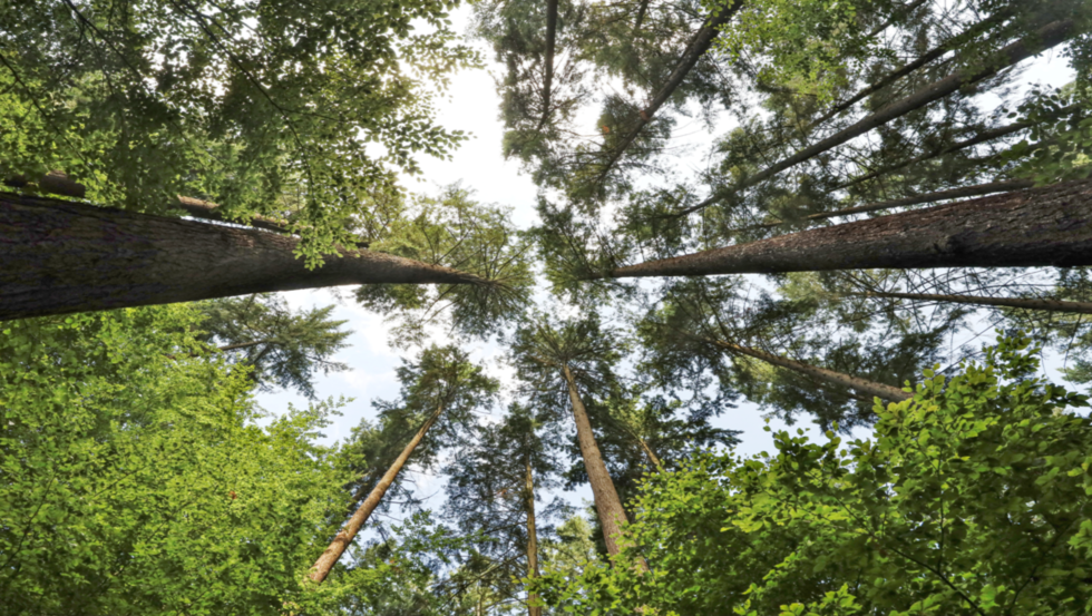 Douglas firs near Parchim, © TMV/Gohlke