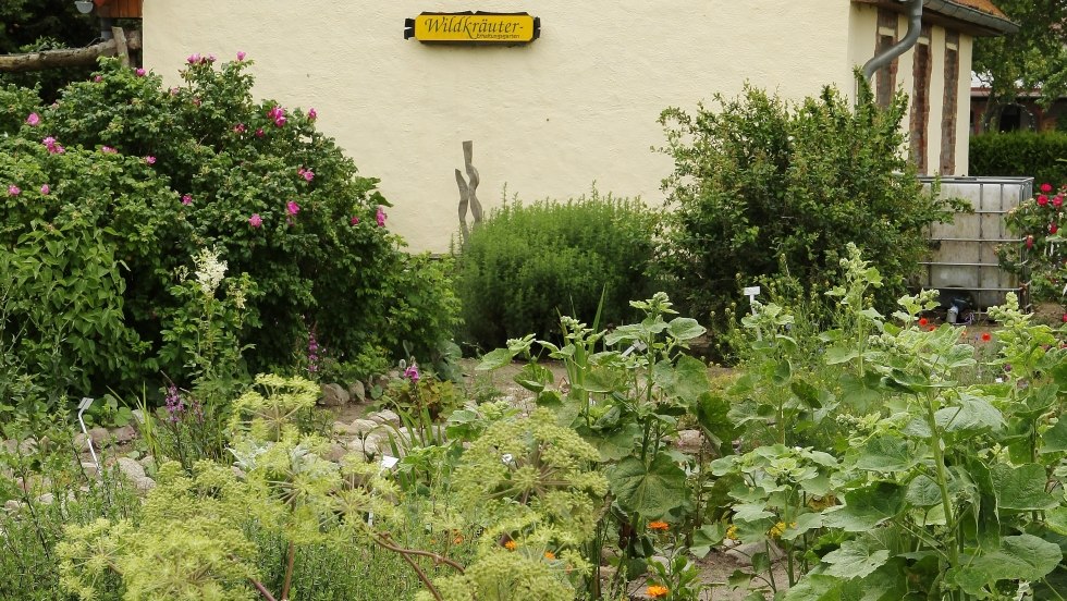 Wild Herb Conservation Garden Völkshagen, © R. Kock