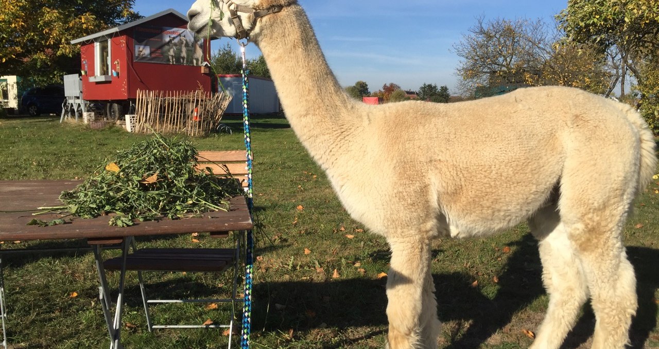 Small alpaca farm with farm store in Penkow, © Fleesensee Alpakas