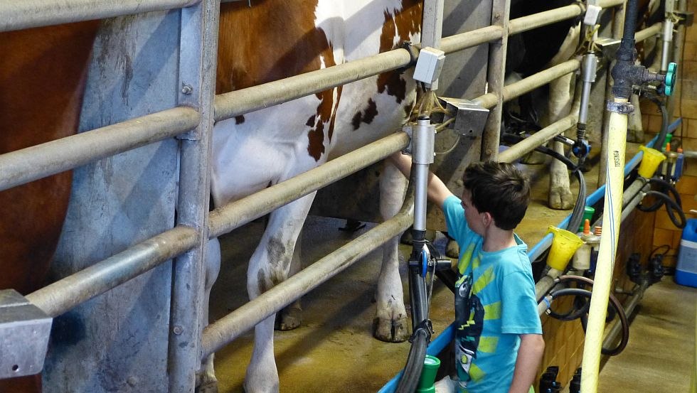 Practice early! Son Aaron milking, © GbR Marquardt