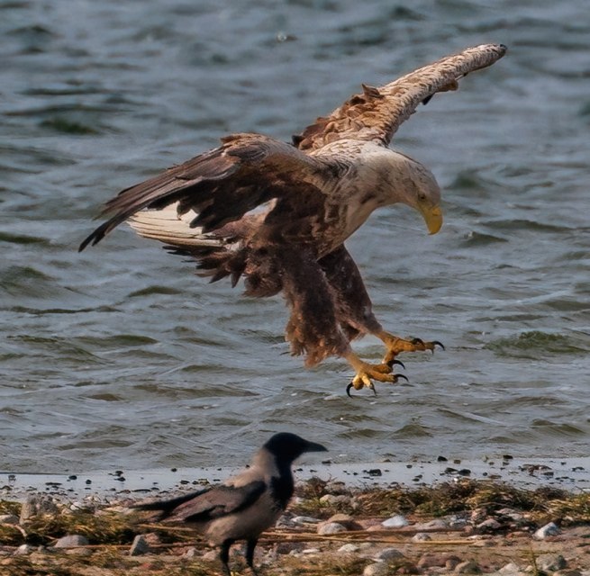 Adult white-tailed eagle, © Kevin Hempel