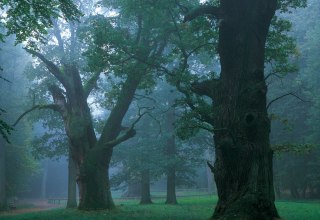 Ivenacker oaks in the haze, © TMV/ Thomas Grundner