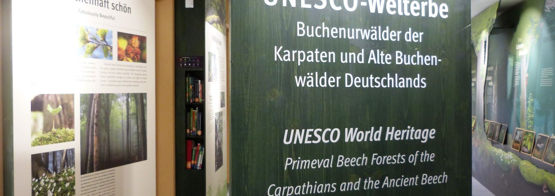 Exhibition of the UNESCO World Heritage Forum, where visitors can learn about ancient beech forests, among other things., © Gesine Häfner / Nationalpark-Zentrum KÖNIGSSTUHL