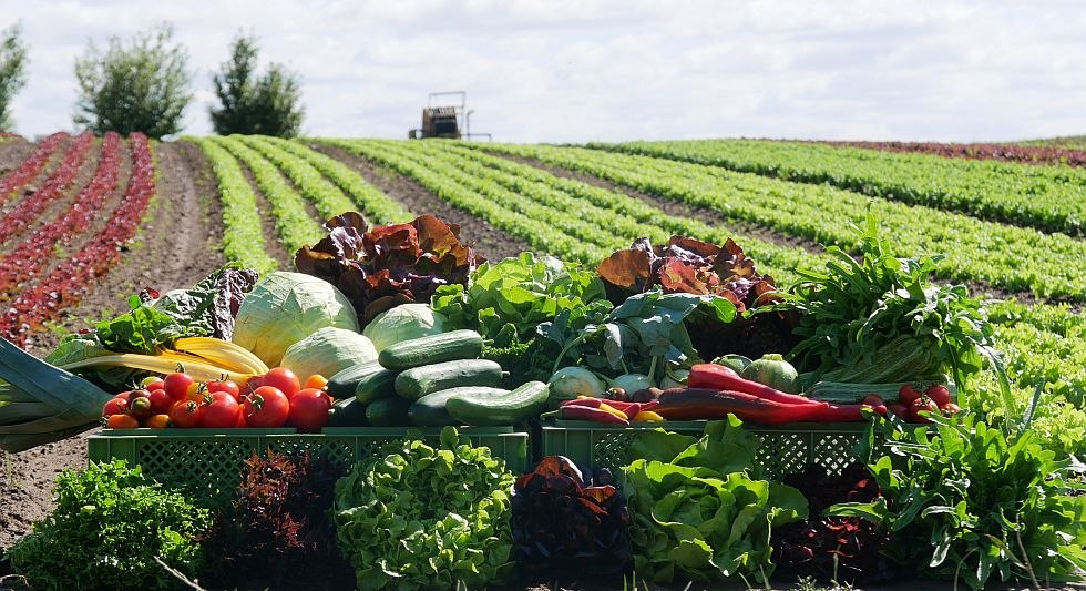 From beans to potatoes to onions: the organic nursery always offers fresh seasonal vegetables, © Bio-Gärtnerei Watzkendorf