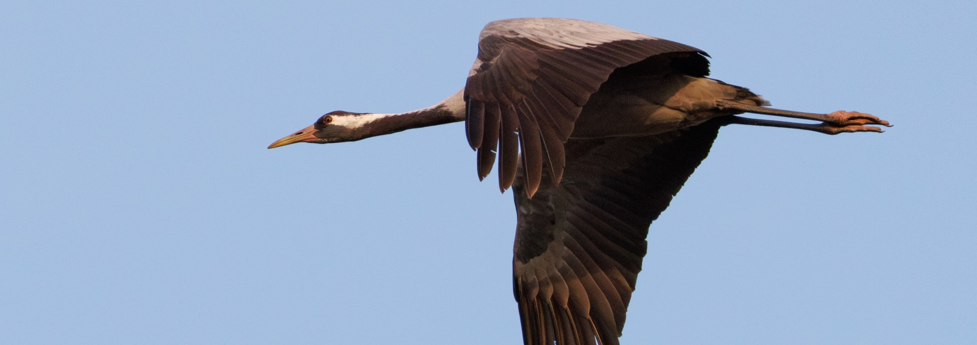 Crane during one of my guided tours, © Kevin Hempel/ Vogeltouren MV