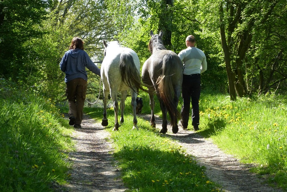 Relaxation through horse and nature, © Claudia Reder