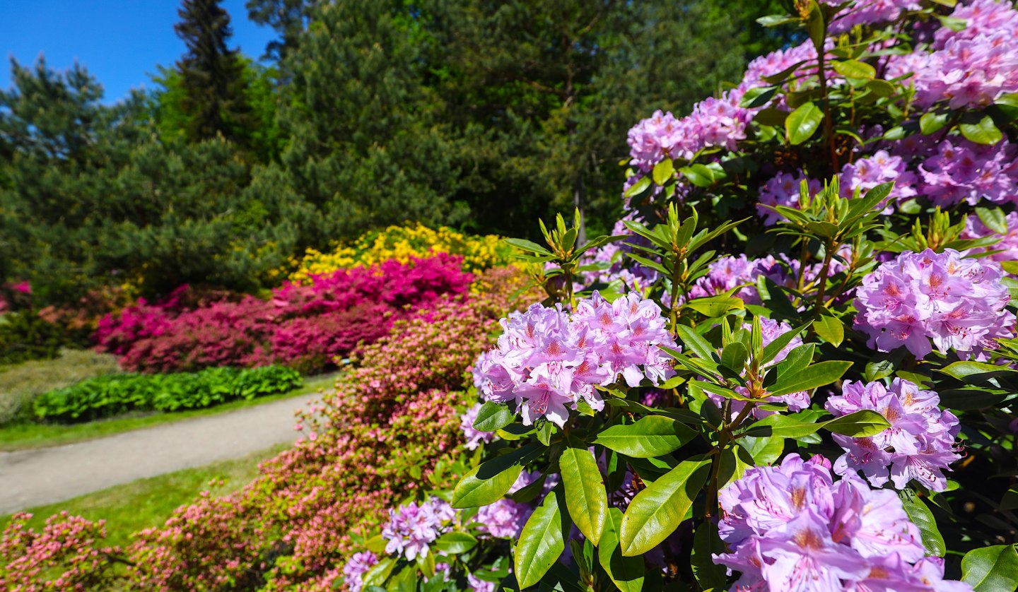 Colorful rhododendrons in the Baltic health spa Graal-Müritz - a paradise for nature lovers and walkers., © TMV/Gohlke