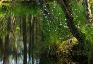 © Infozentrum Wald & Moor Neuheide