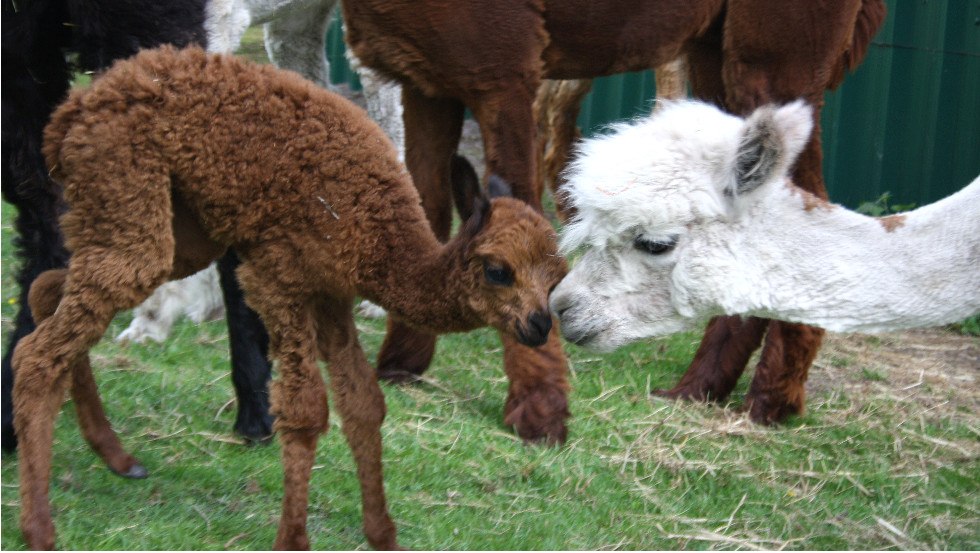 The alpacas on the Haflinger farm Tack, © Haflingerhof Tack/ Volker Tack