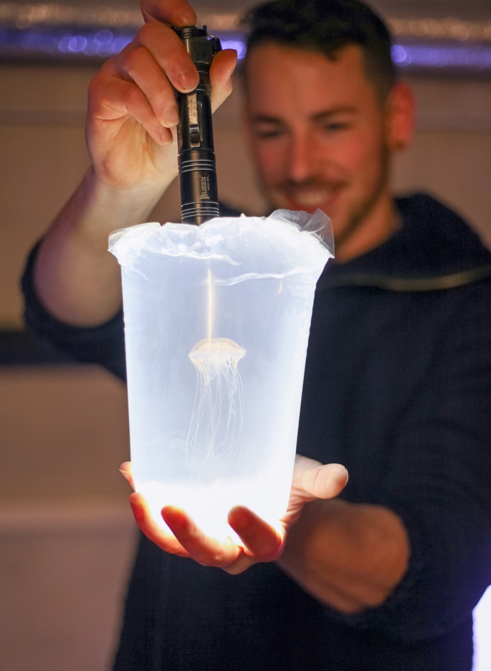 Compass jellyfish at the Ozeaneum, © Anke Neumeister