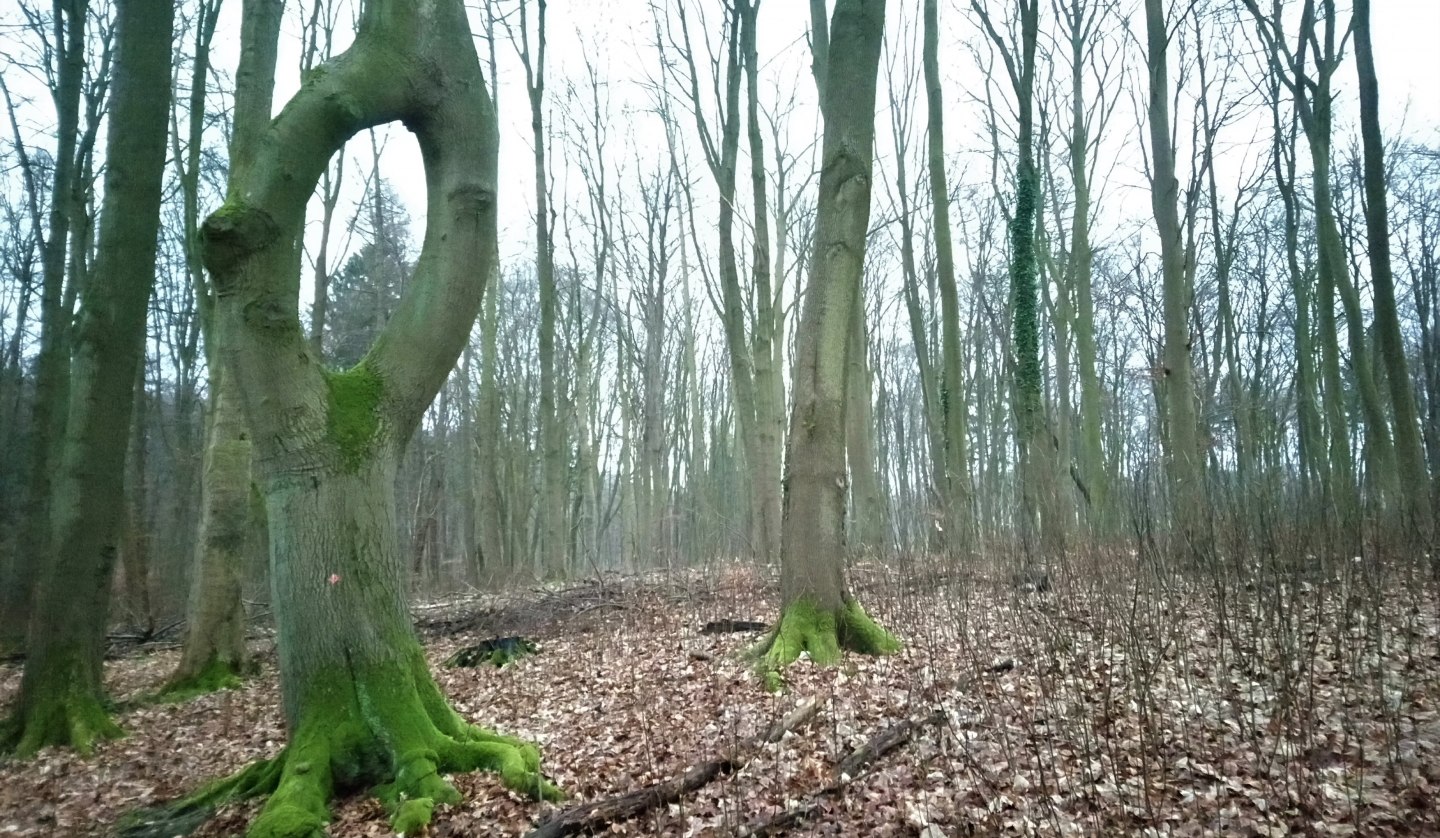 Needle-ear beech, © Jana Koch