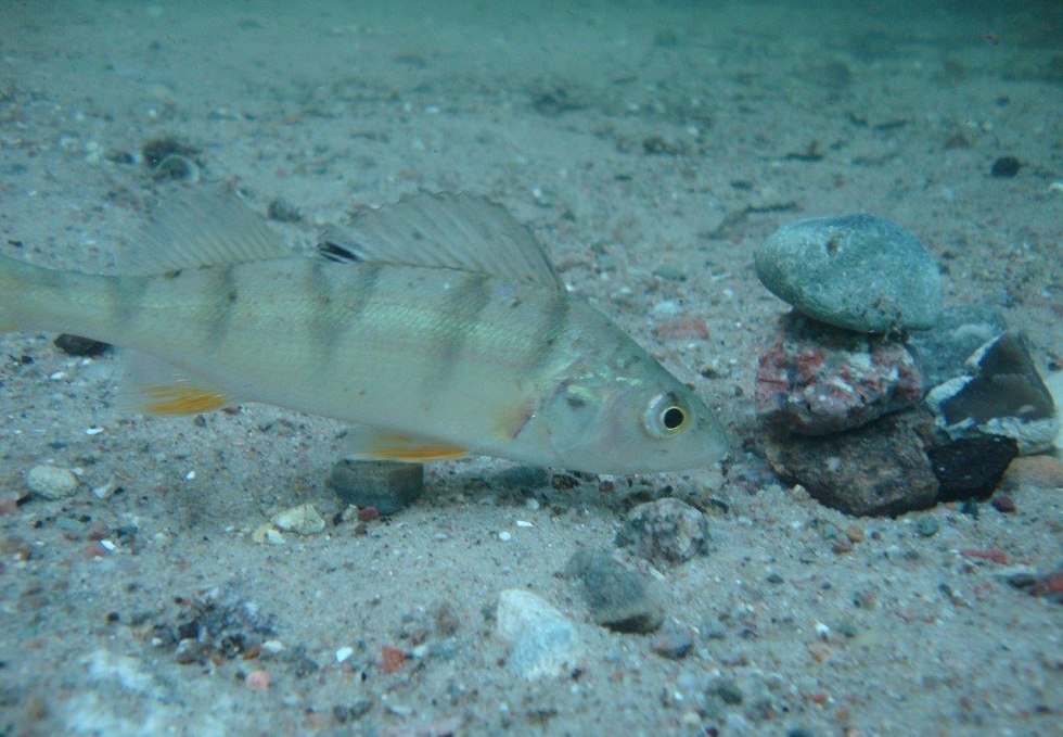 Feldberg perch, © Tauchcenter Feldberg