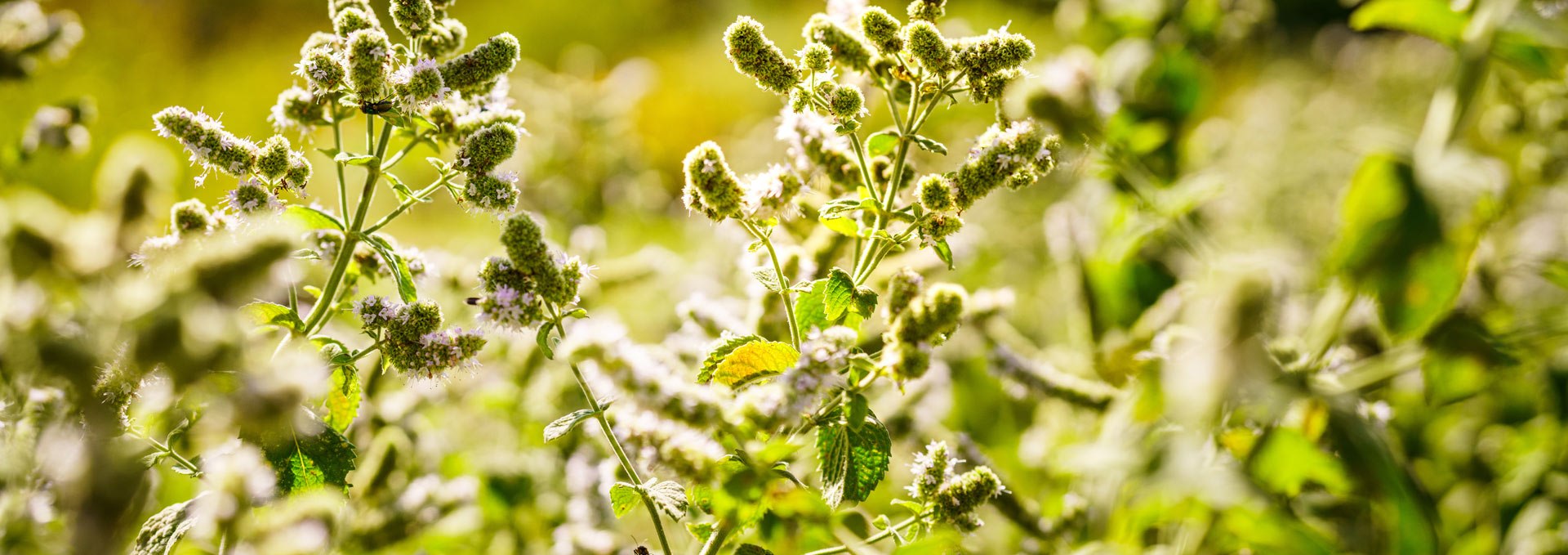 Himmelpfort monastery herb garden, © André Wirsig