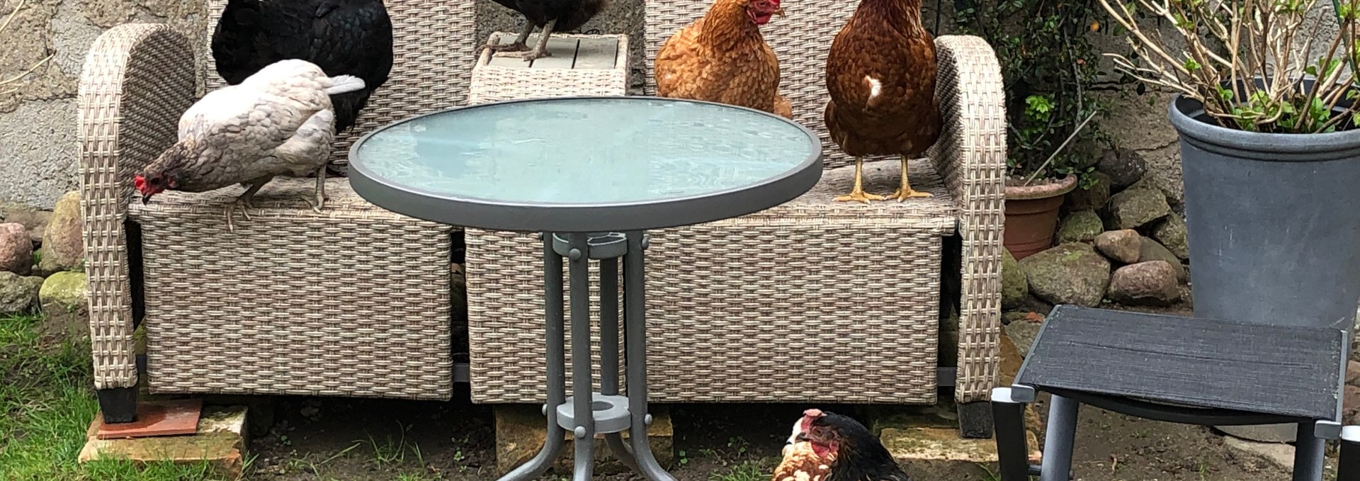 The chickens are accepted and beloved co-inhabitants of the Behrenshagen Manor, © Britta Siebenbürgen