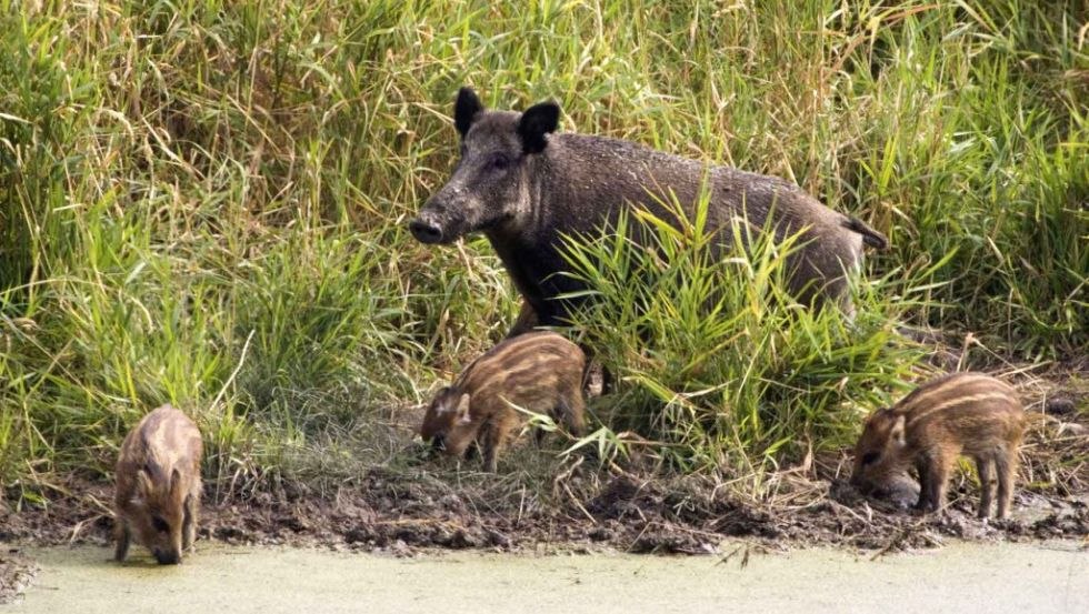 Wild boars are diurnal in Wildtierland., © Deutsche Wildtier-Stiftung