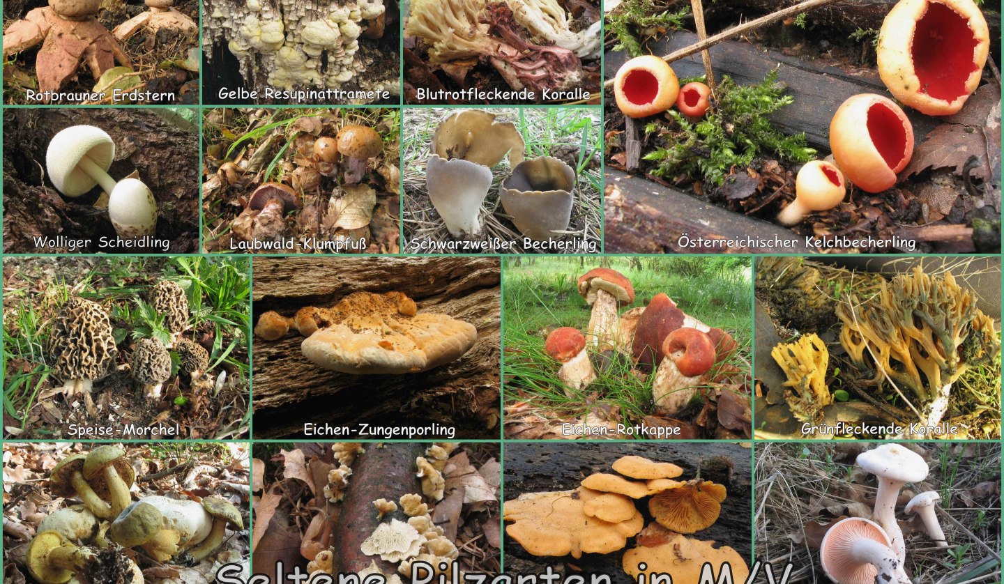 Mushroom species in M-V, © Petra Bonin