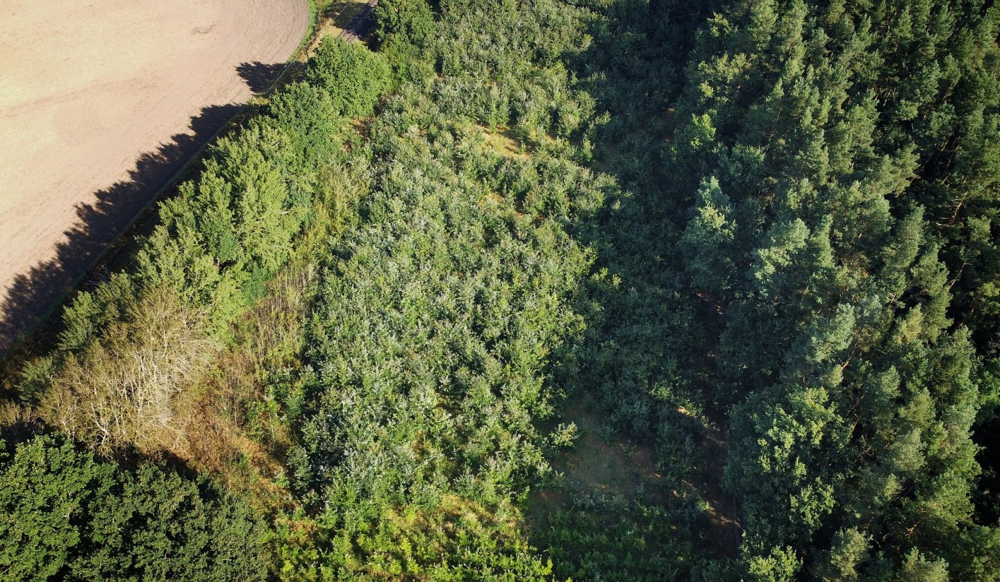 Climate forest Bad Kleinen, © Landesforst MV