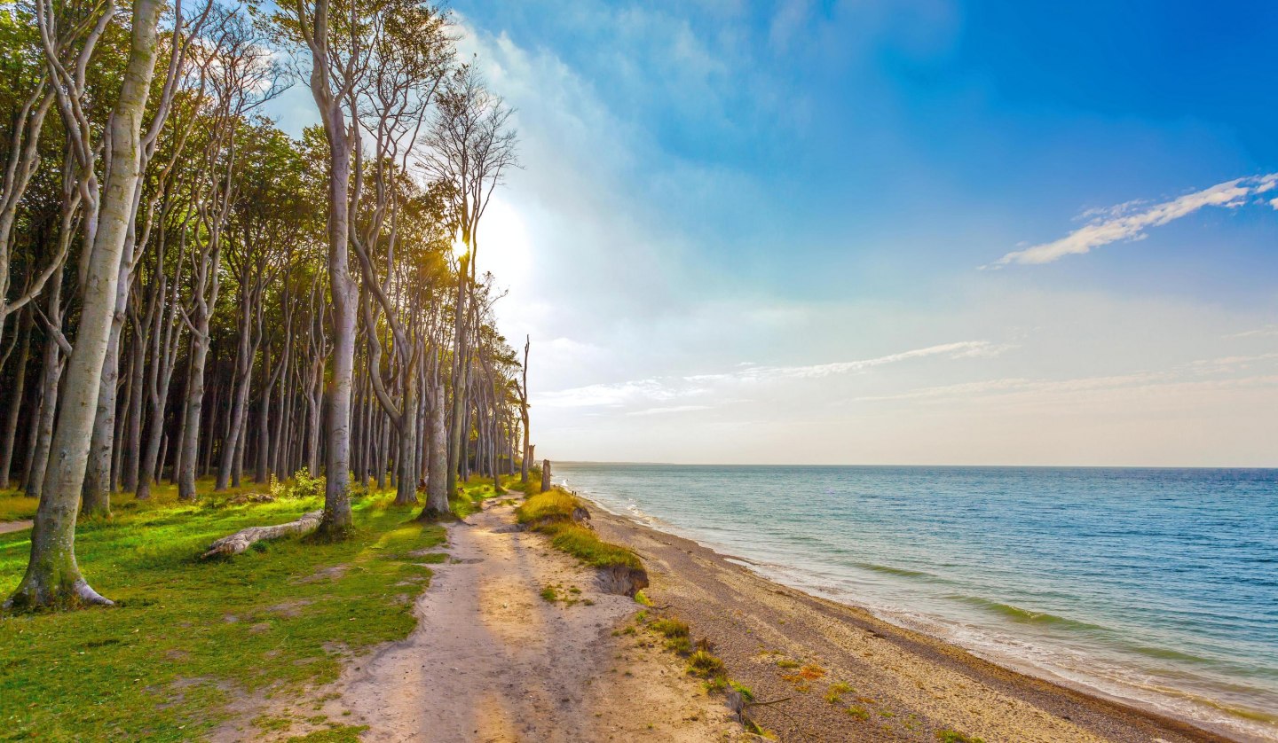 Ghost forest Baltic resort Nienhagen, © OBN