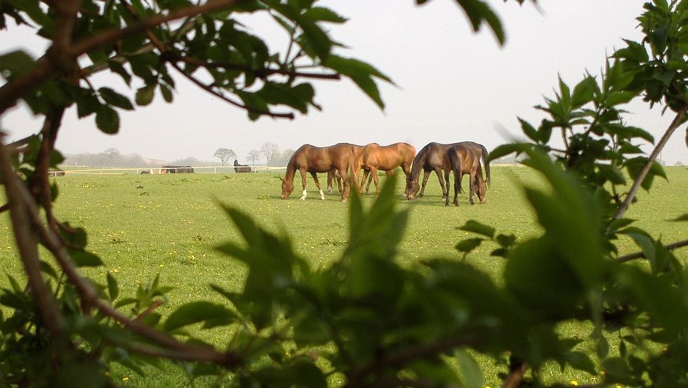 Ferien- und Reiterhof Landgut Lischow: On the beautiful green our horses graze, © Ferien- und Reiterhof Landgut Lischow/Schröder