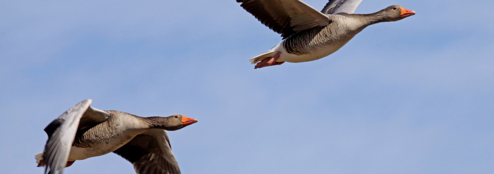 In the winter months, the Krakow Upper Lake serves as a resting and roosting area for northern geese and swans., © Ralf Ottmann