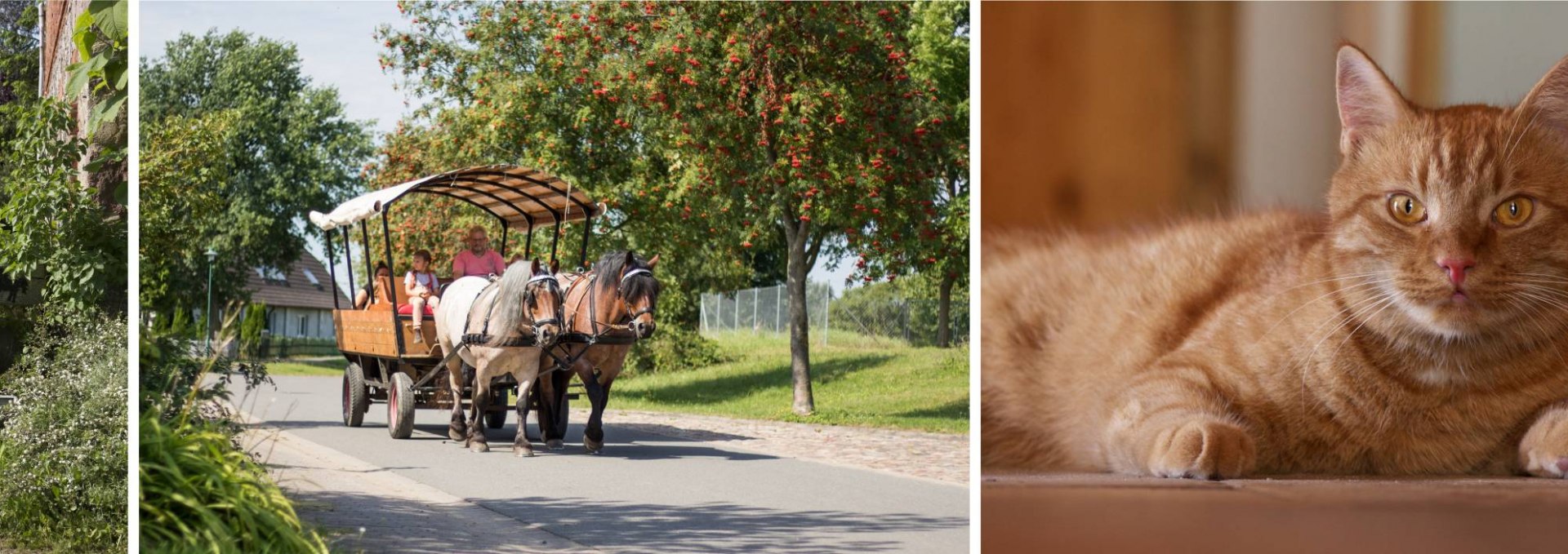 Scholz horse farm, © Pferdehof Scholz