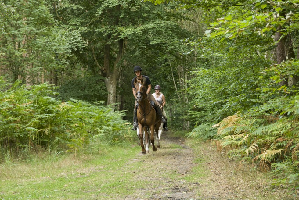 On the course of the tour there are many gallops on forest paths with good footing., © TMV/ Hafemann