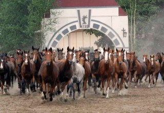 Ganschow mare parade, © Gestüt Ganschow