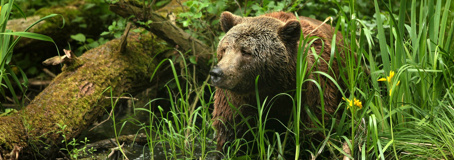 On the trail of rescued brown bears at the bear sanctuary, © Thomas Oppermann