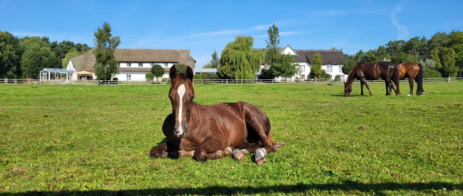 Foals in our pasture right next to the hotel, © Hotel Friesenhof