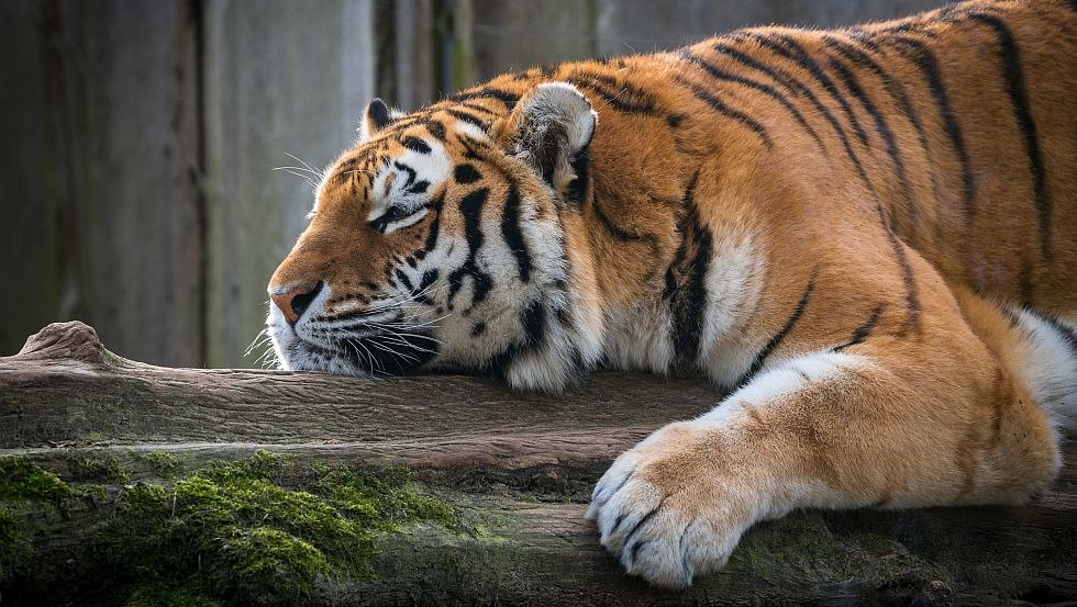 Amur tiger completely relaxed at Schwerin Zoo, © Erhard Heiden