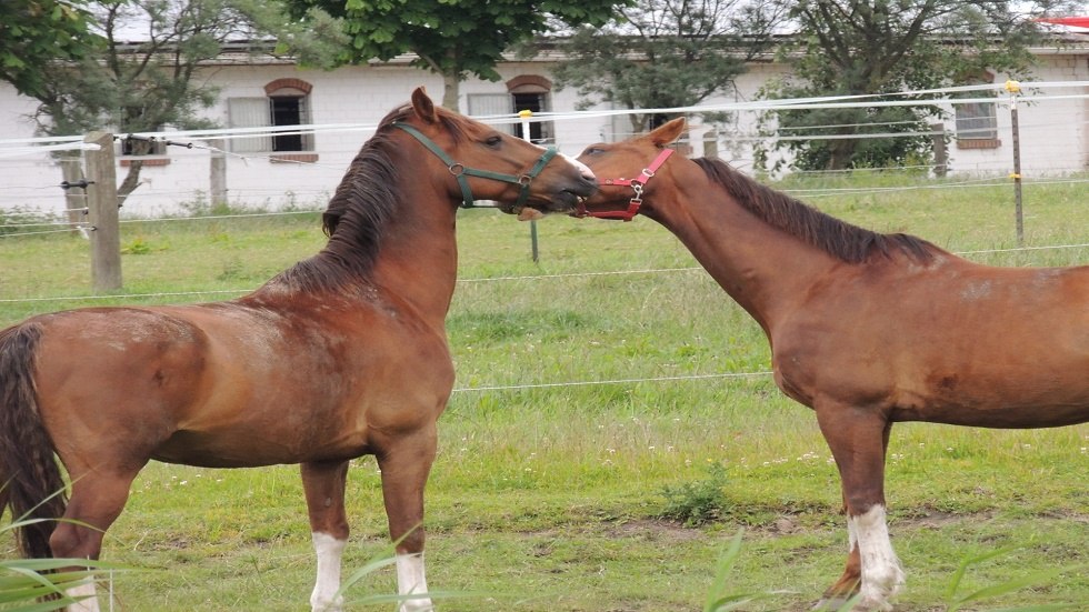 I love you!, © Kurverwaltung Insel Poel