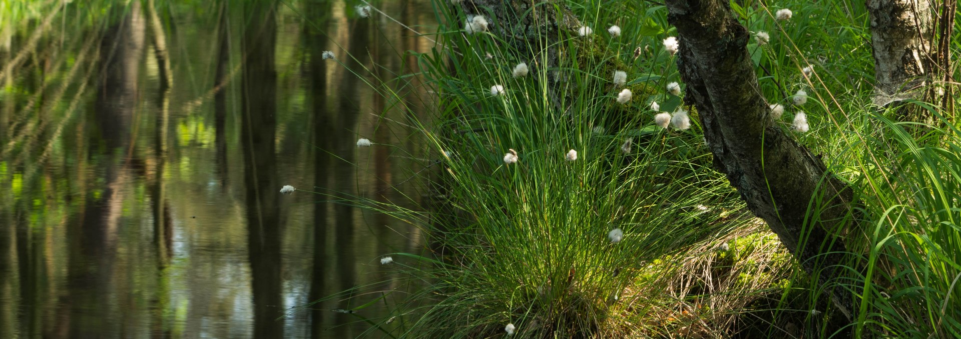 Scheidiges Wollgras (2) (002), © Infozentrum Wald & Moor Neuheide