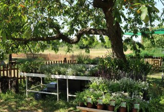 Luplow herb nursery, © Silke Voss