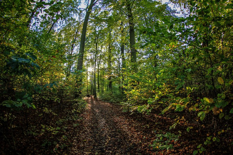 Spa and healing forest in Heringsdorf on Usedom, © Andreas Dumke