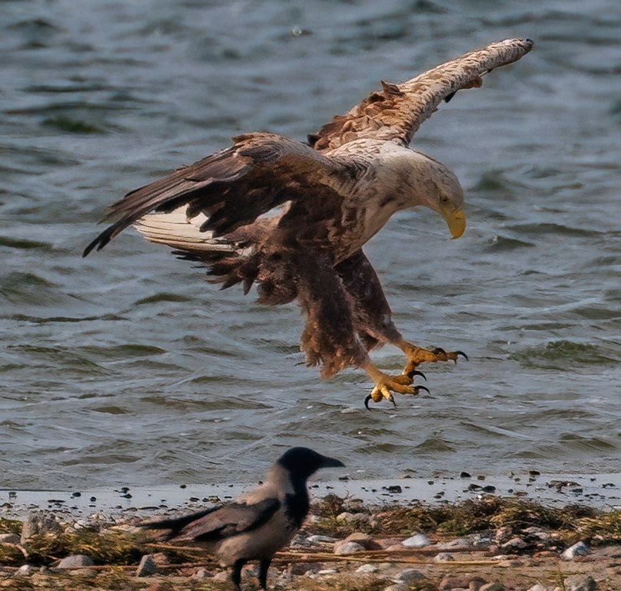 Adult white-tailed eagle, © Kevin Hempel