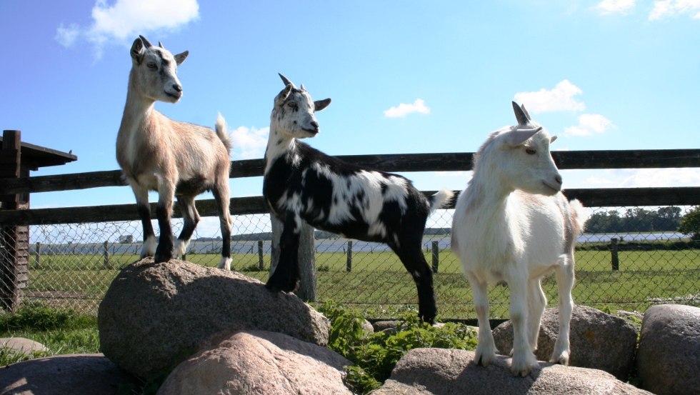 On the adventure farm Kliewe there are many petting animals, such as goats, © Erlebnis-Bauernhof Kliewe/Susanne Kliewe