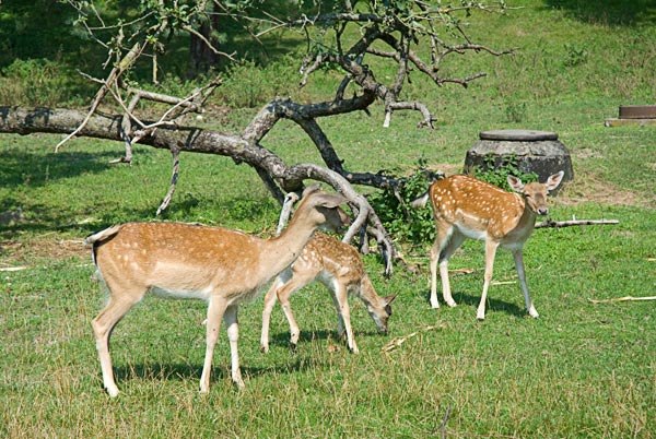 hotel-gravelotte_petting_enclosure, © Hotel Gravelotte