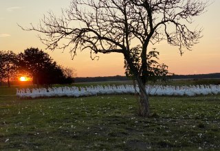 Our geese on their meadow., © Hofladen Marihn